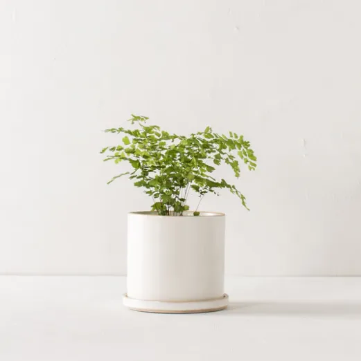 minimal planter